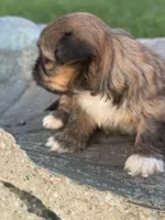 Goldie, a female Shih Tzu for sale in Mobile, AL – Photo 4 of 5