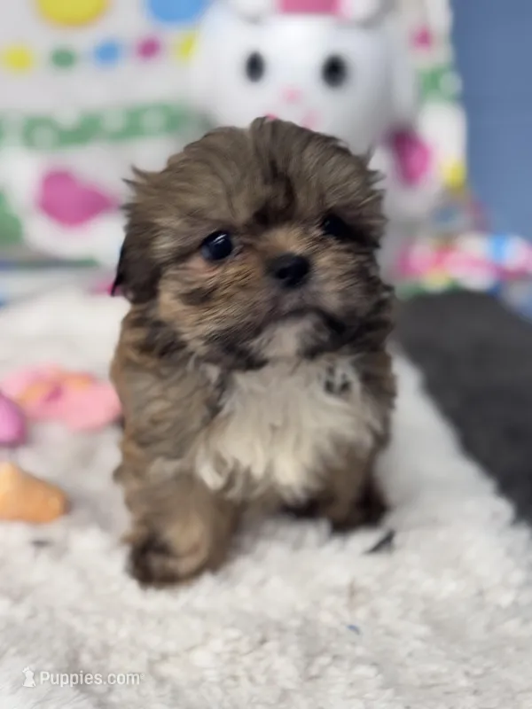 Goldie – Shih Tzu puppy for sale in Mobile, AL