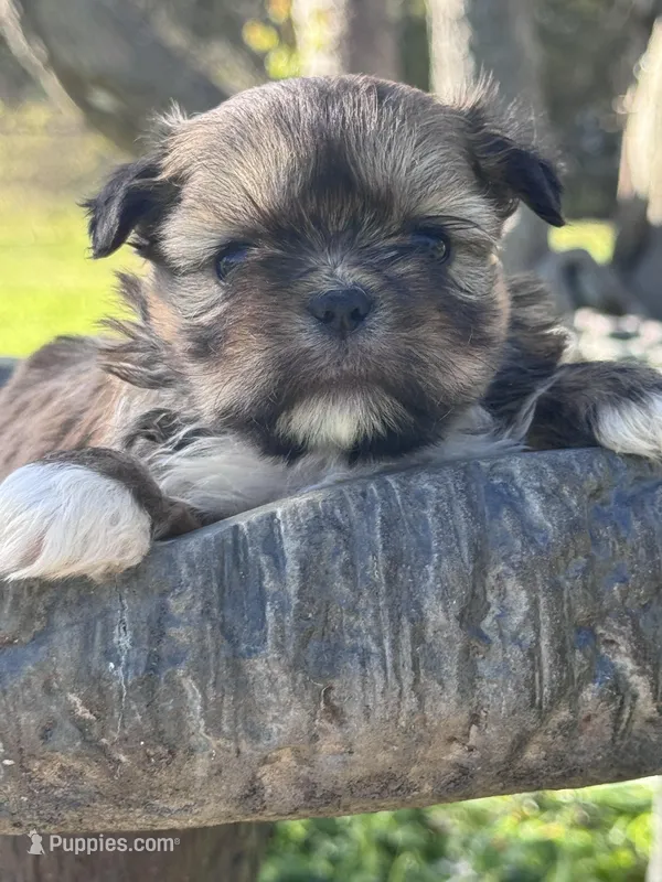 Goldie – Shih Tzu puppy for sale in Mobile, AL