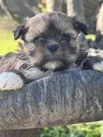 Goldie, a female Shih Tzu for sale in Mobile, AL – Photo 1 of 6