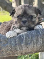 Goldie, a female Shih Tzu for sale in Mobile, AL – Photo 3 of 6
