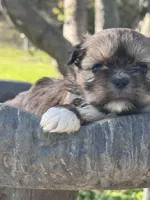 Goldie, a female Shih Tzu for sale in Mobile, AL – Photo 6 of 6