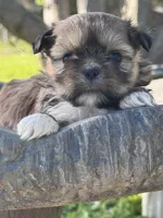 Goldie, a female Shih Tzu for sale in Mobile, AL – Photo 4 of 6