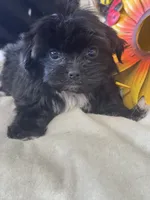 Ellie, a female Pekingese and Shih Tzu for sale in Grand Bay, AL – 3 of 6