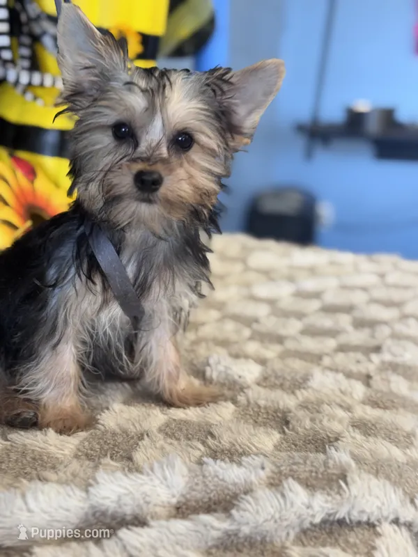 Sailor – Yorkshire Terrier puppy for sale in Grand Bay, AL