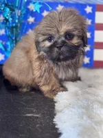 Hubble, a male Shih Tzu for sale in Mobile, AL – 2 of 3