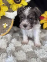 Percy, a male Miniature Schnauzer for sale in Grand Bay, AL – 4 of 6