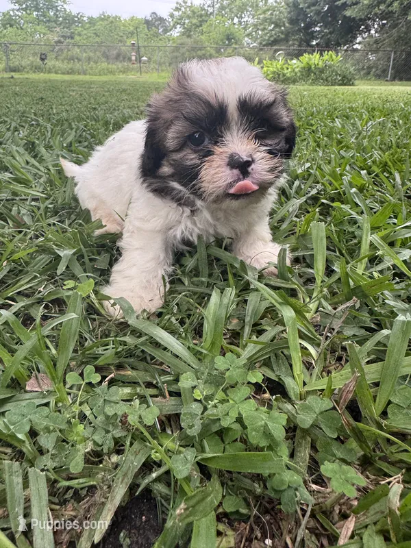Carhartt – Shichon puppy for sale in Mobile, AL