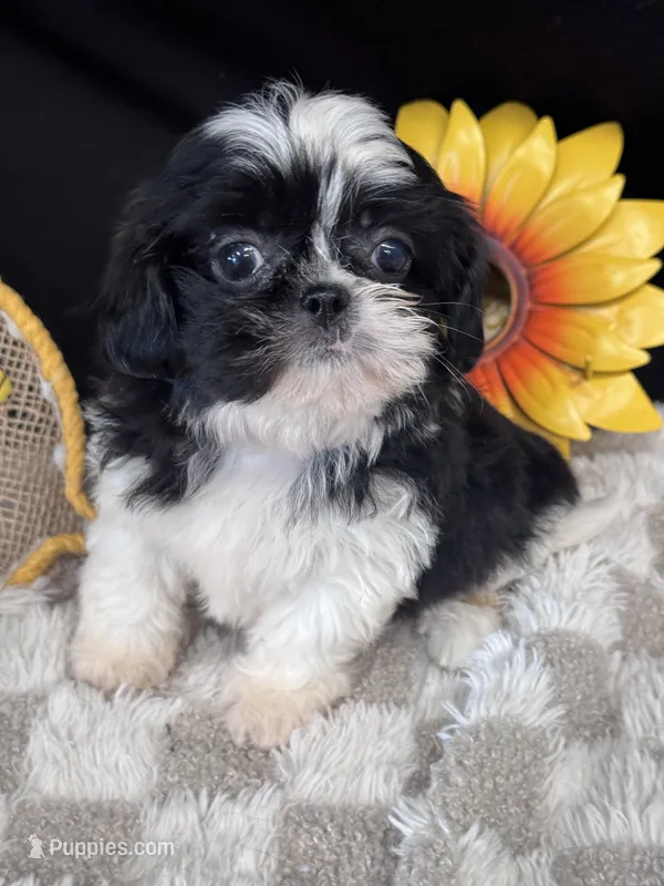 Pippa – Shih Tzu puppy for sale in Grand Bay, AL