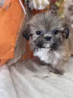 Peanut, a male Shih Tzu for sale in Grand Bay, AL – 5 of 5