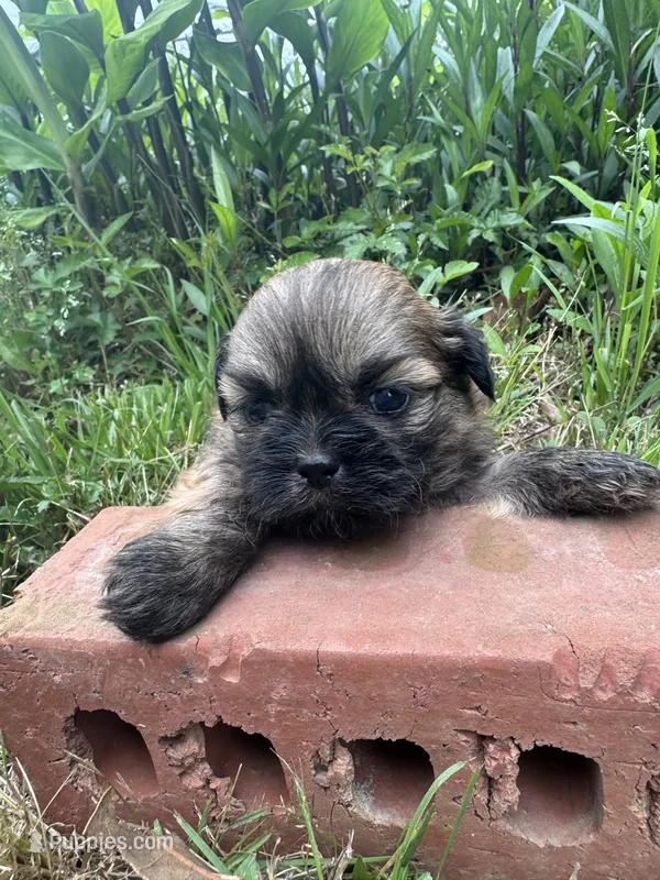Hubble – Shih Tzu puppy for sale in Mobile, AL