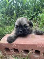 Hubble, a male Shih Tzu for sale in Mobile, AL – 1 of 4