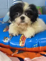 Della, a female Shih Tzu for sale in Mobile, AL – 3 of 4