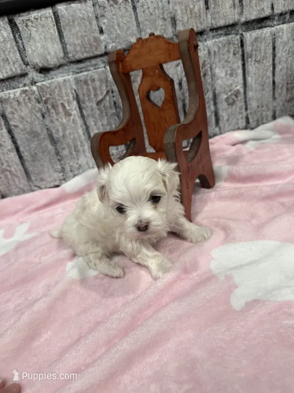 Flower – Maltese puppy for sale in Mobile, AL