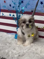 Avi, a male Shichon for sale in Mobile, AL – 3 of 4