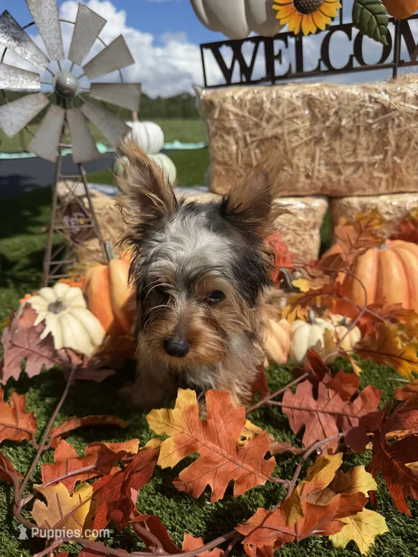 Finley – Yorkshire Terrier puppy for sale in Grand Bay, AL