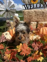 Finley, a male Yorkshire Terrier for sale in Grand Bay, AL – 1 of 2