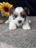 Riot, a male Yorkshire Terrier for sale in Grand Bay, AL – 1 of 3