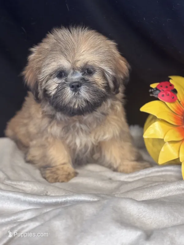 Damoen  – Shih Tzu puppy for sale in Mobile, AL
