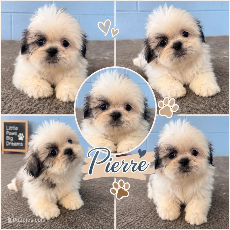 Pierre – Shih Tzu puppy for sale in Mobile, AL