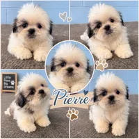 Pierre, a male Shih Tzu for sale in Mobile, AL – 1 of 1