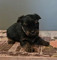 Thia, a female Yorkshire Terrier for sale in Grand Bay, AL – 3 of 6