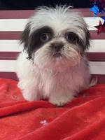 Jiggy, a male Shih Tzu for sale in Mobile, AL – 7 of 7