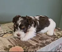 Lovie, a female Yorkshire Terrier for sale in Grand Bay, AL – 4 of 5