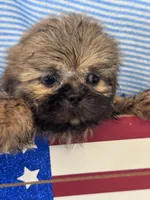 Hubble, a male Shih Tzu for sale in Mobile, AL – 3 of 3
