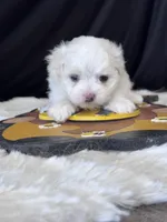 Girasol, a male Maltese for sale in Mobile, AL – 2 of 4