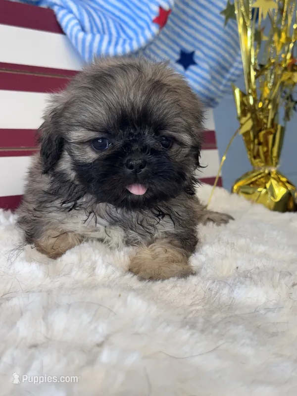 Zorie – Shih Tzu puppy for sale in Mobile, AL