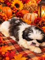 Spartan , a male Shih Tzu for sale in Grand Bay, AL – 2 of 2