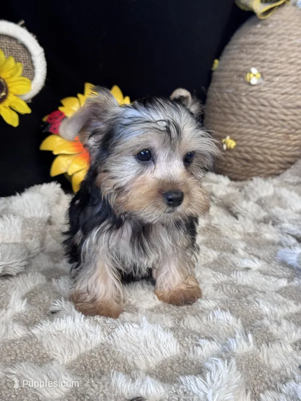 Sir Sly – Yorkshire Terrier puppy for sale in Grand Bay, AL