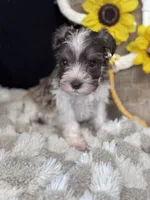 Percy, a male Miniature Schnauzer for sale in Grand Bay, AL – 3 of 6