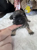 BA, a female Shih Tzu for sale in Mobile, AL – 2 of 3