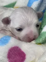 Girasol, a male Maltese for sale in Mobile, AL – Photo 3 of 4