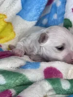 Girasol, a male Maltese for sale in Mobile, AL – Photo 4 of 4