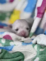 Girasol, a male Maltese for sale in Mobile, AL – Photo 2 of 4