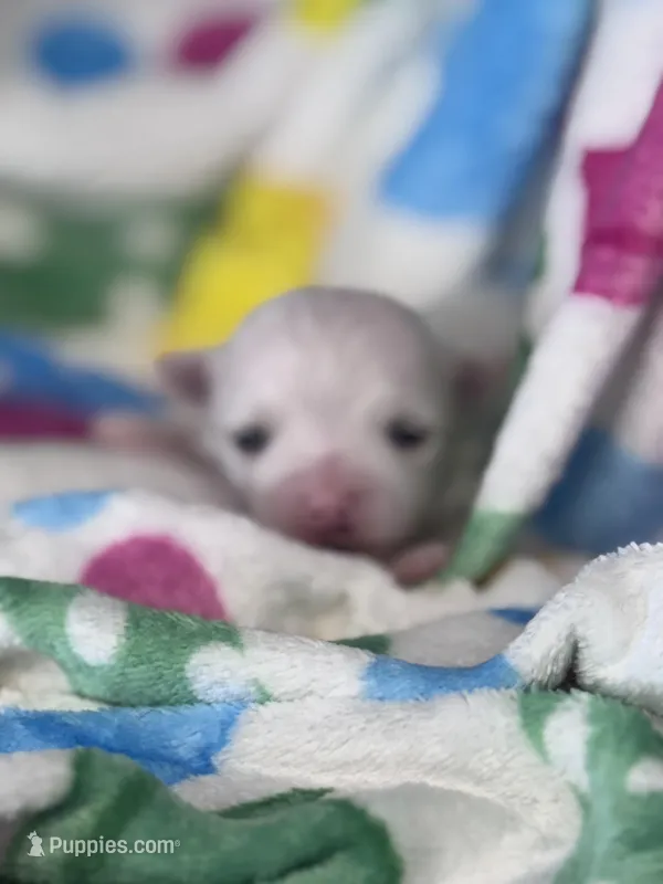 Girasol – Maltese puppy for sale in Mobile, AL