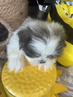 Azul, a male Shih Tzu for sale in Grand Bay, AL – 4 of 5