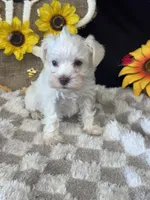 Dobby, a male Miniature Schnauzer for sale in Grand Bay, AL – 3 of 4