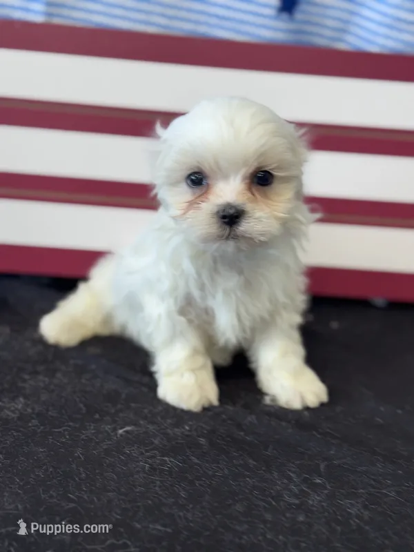 Rowen – Mal Shi puppy for sale in Mobile, AL