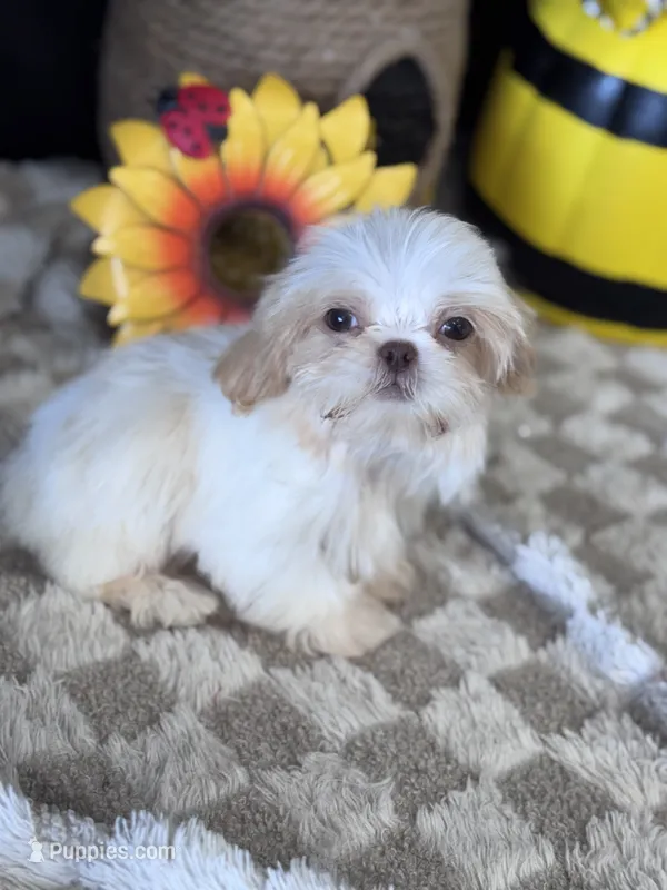 Laden – Shih Tzu puppy for sale in Grand Bay, AL