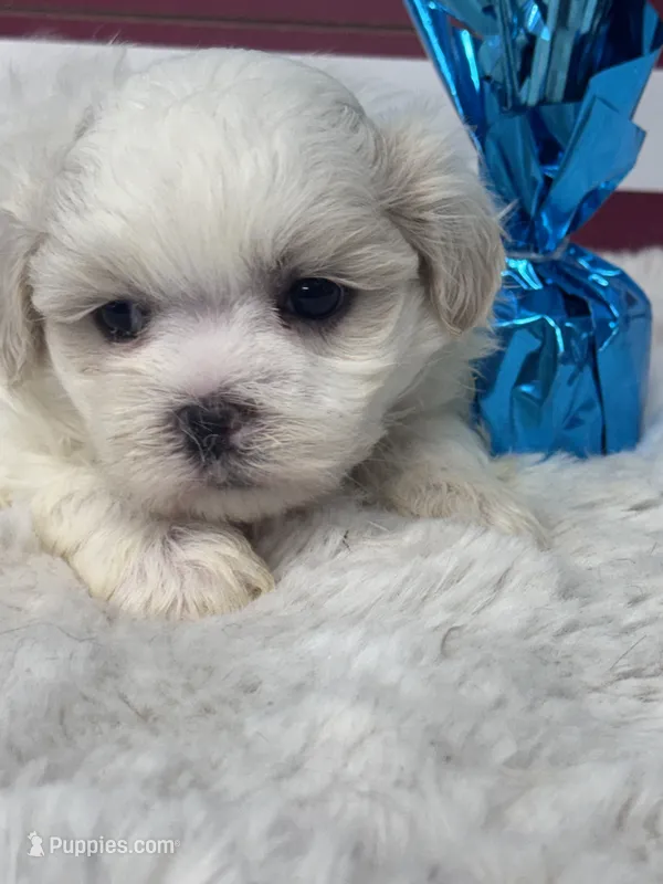 Ezra – Mal Shi puppy for sale in Mobile, AL
