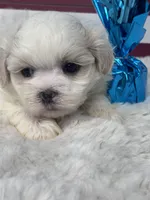 Ezra, a male Mal Shi for sale in Mobile, AL – 1 of 3