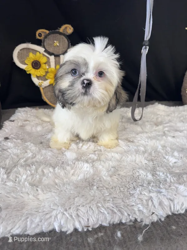 Frank – Shih Tzu puppy for sale in Mobile, AL