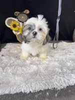 Frank, a male Shih Tzu for sale in Mobile, AL – 1 of 4