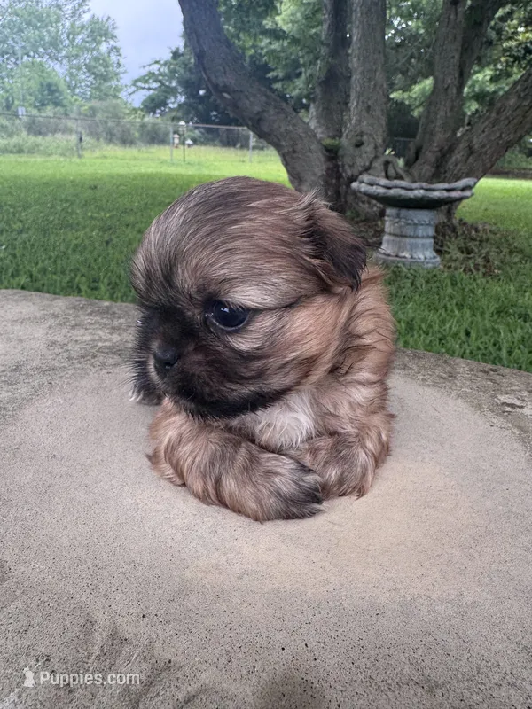 Dusty  – Shih Tzu puppy for sale in Mobile, AL