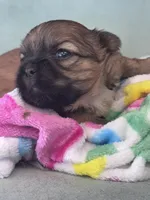 Dusty , a male Shih Tzu for sale in Mobile, AL – Photo 3 of 4