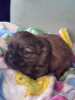 Dusty , a male Shih Tzu for sale in Mobile, AL – Photo 4 of 4